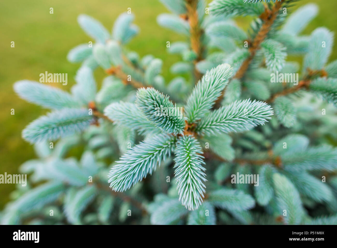 Silver pine tree hires stock photography and images Alamy