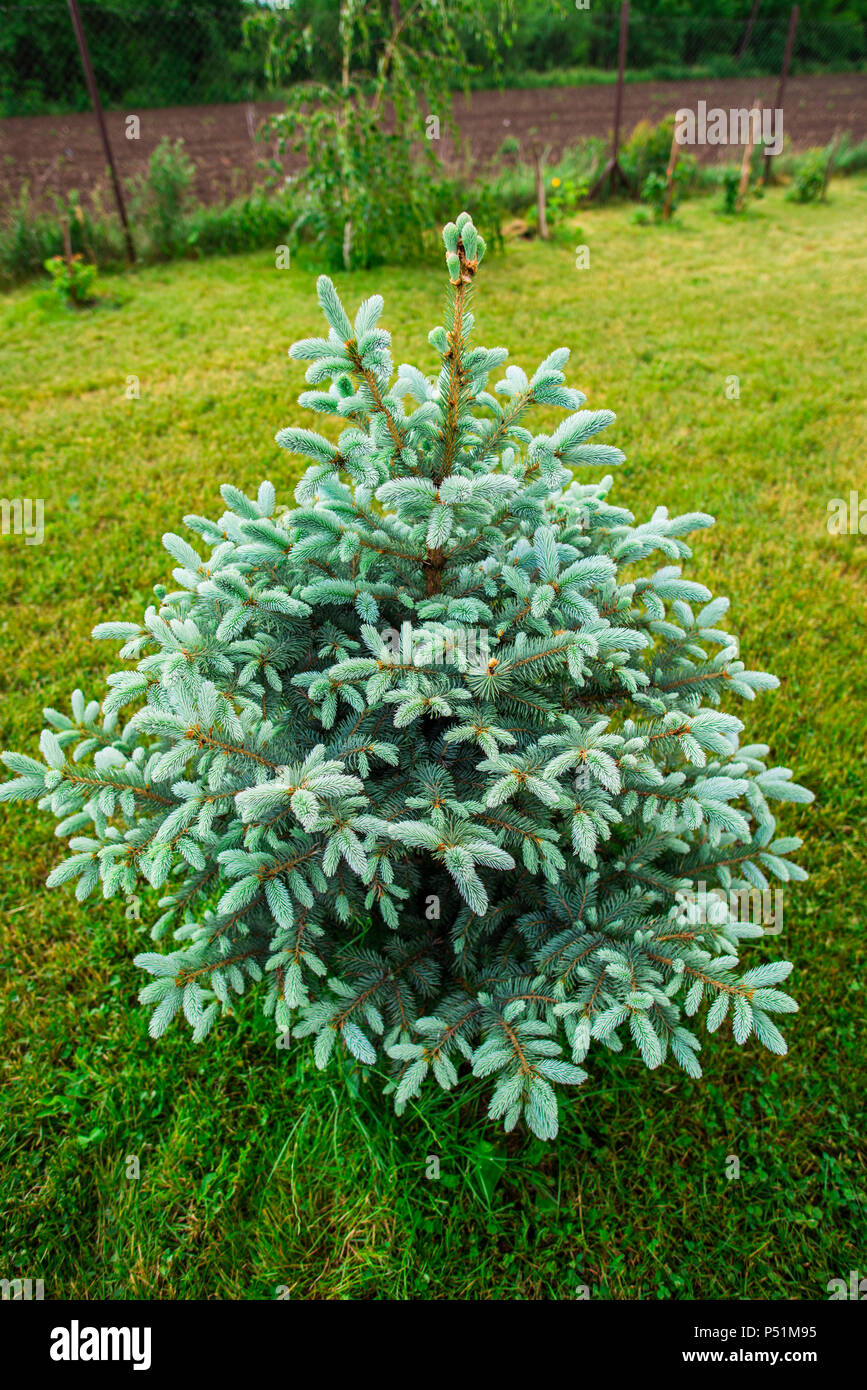 Silver pine tree Stock Photo Alamy