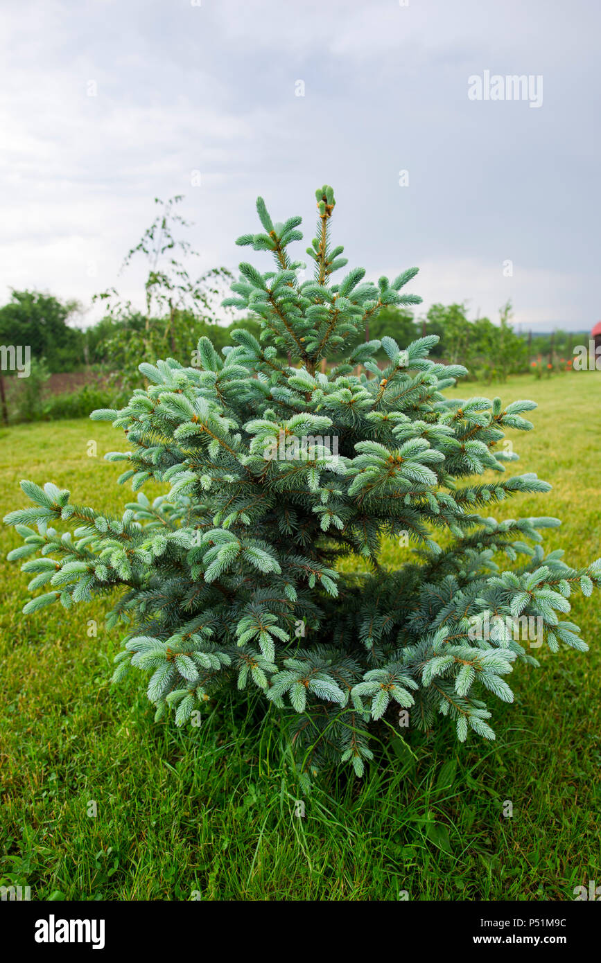 Silver pine tree Stock Photo Alamy