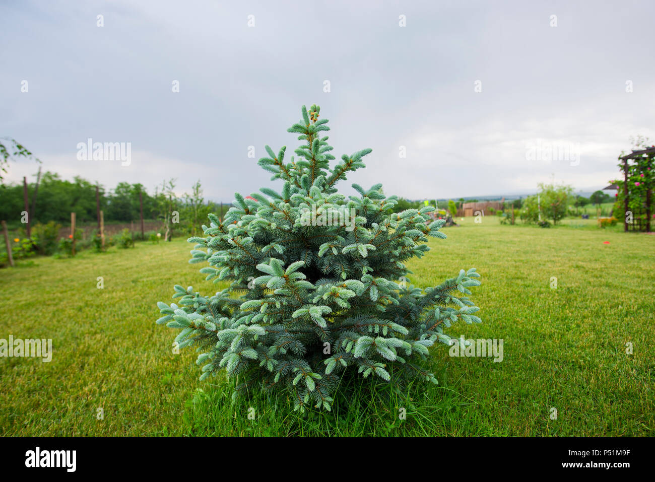 Silver pine tree Stock Photo Alamy