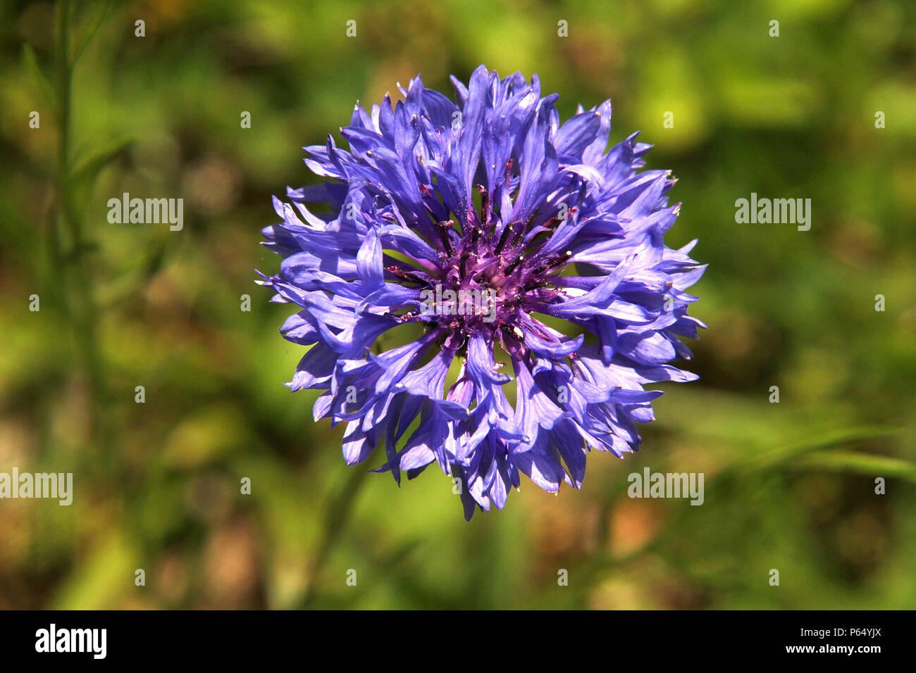 Cornflower like blue flowers hires stock photography and images Alamy