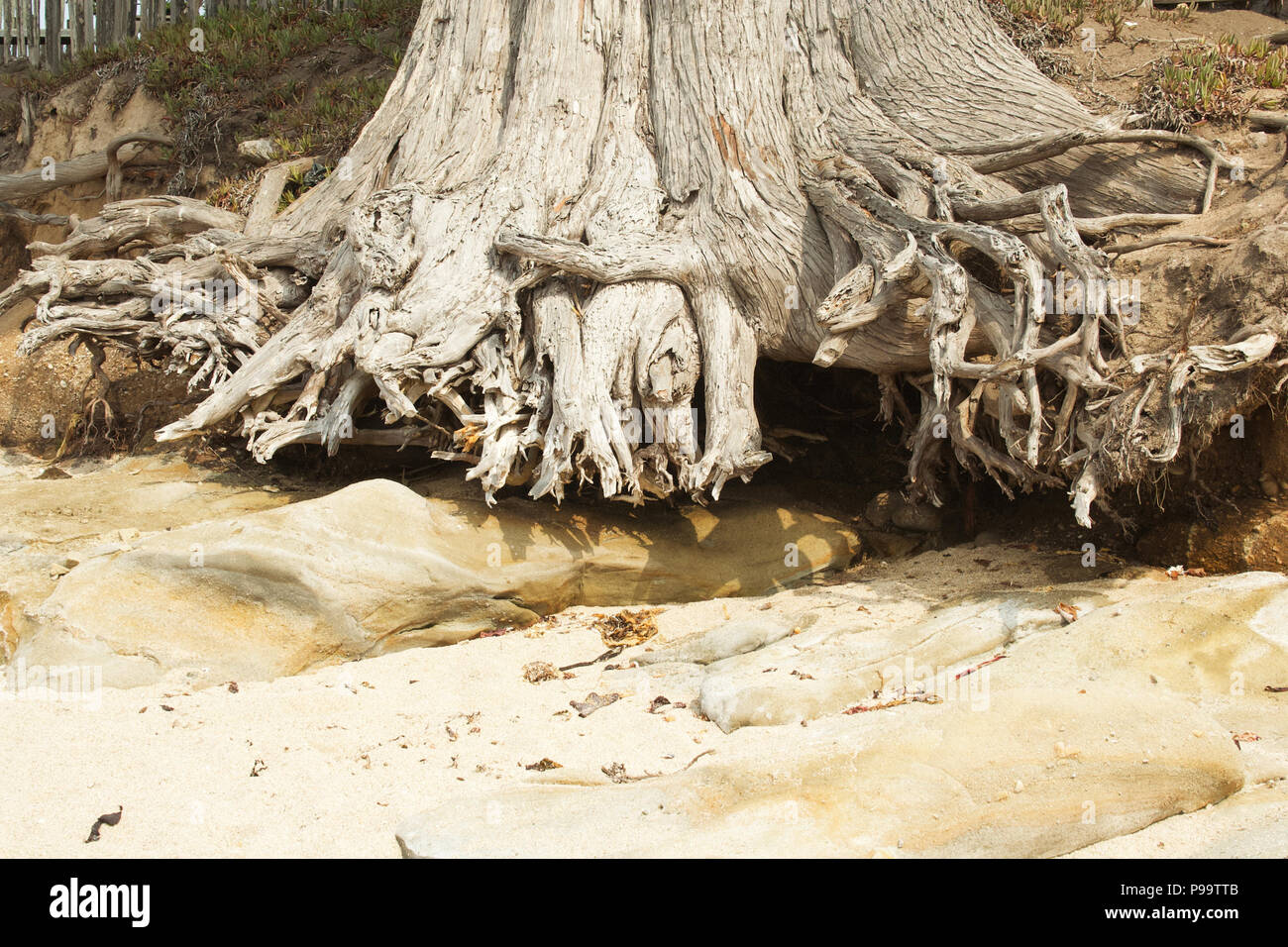 Rootless hires stock photography and images Alamy