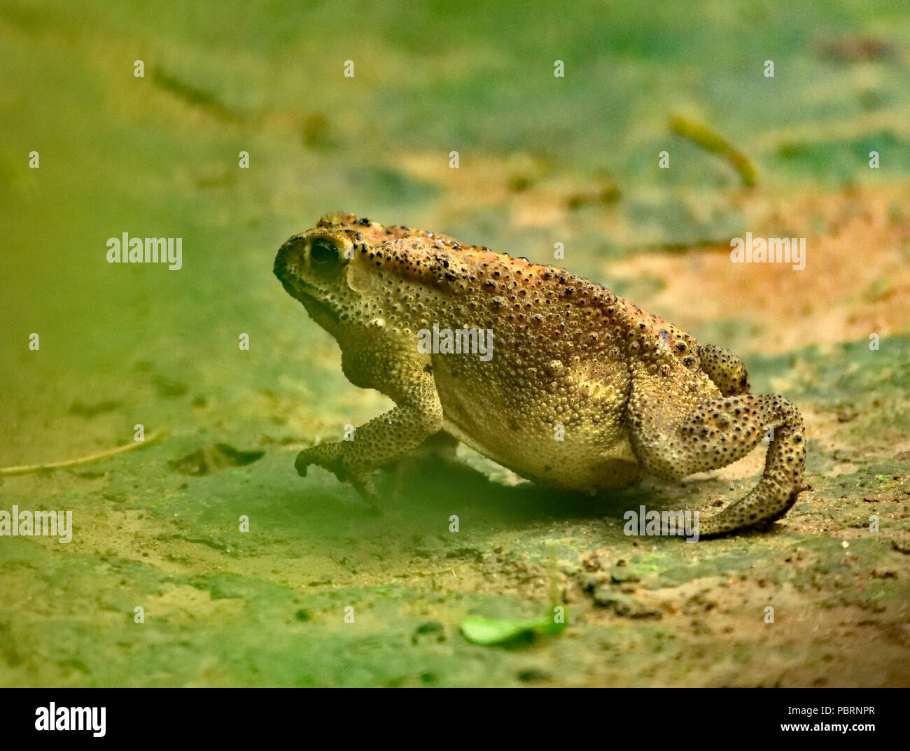 Frog jumping hires stock photography and images Alamy