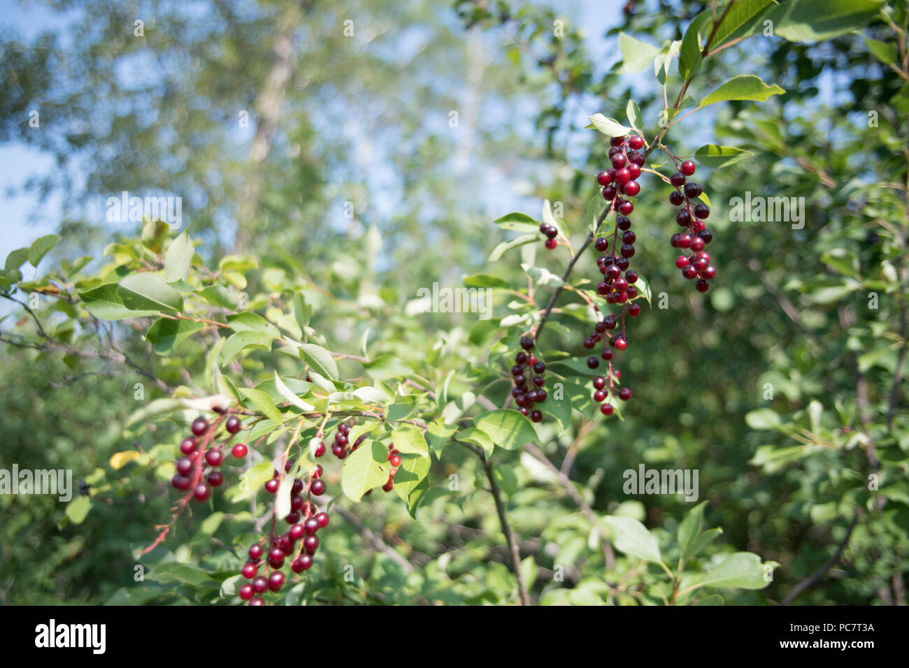 Canadian choke cherry hires stock photography and images Alamy