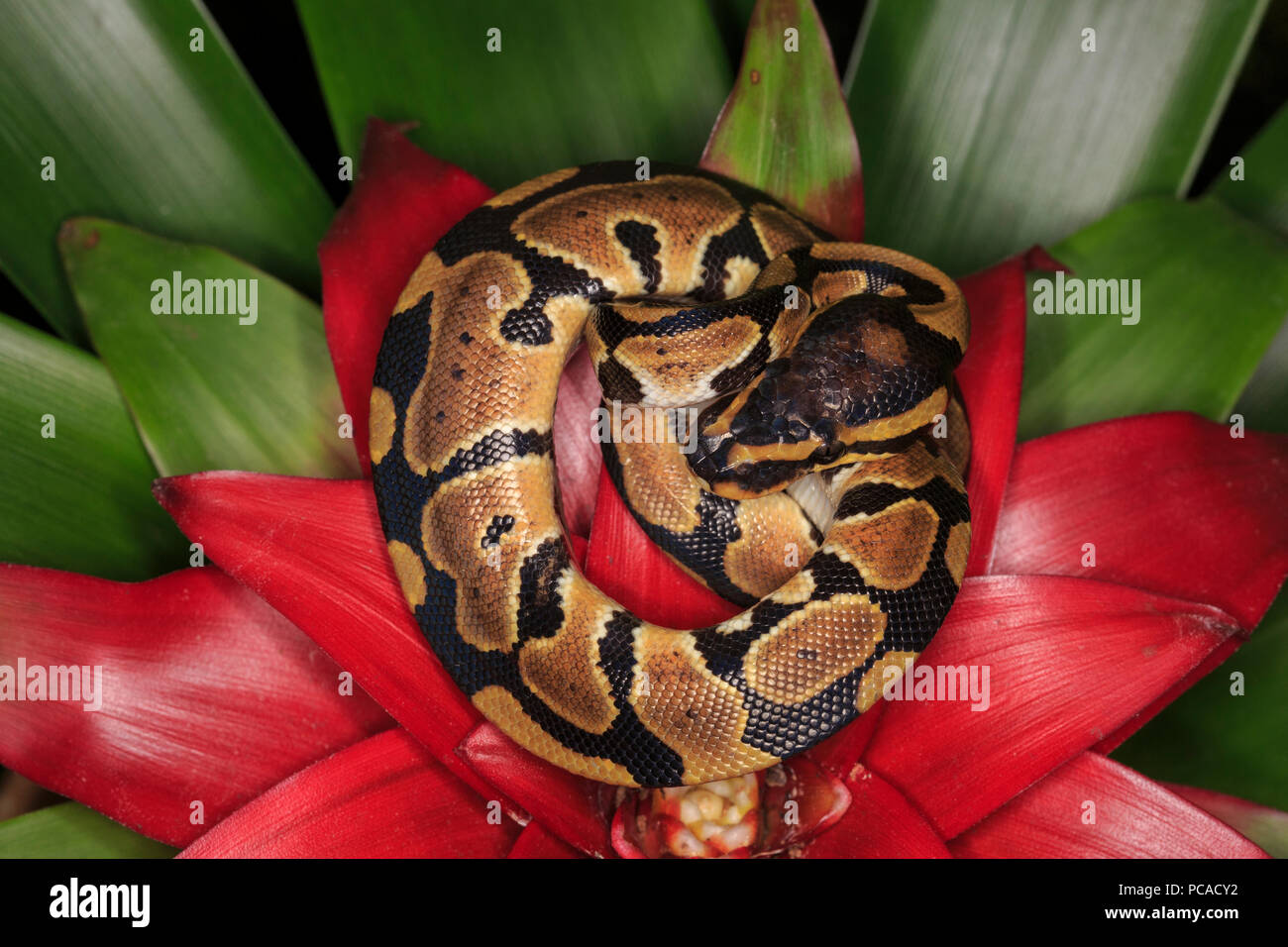 Ball python (Python regius Stock Photo Alamy