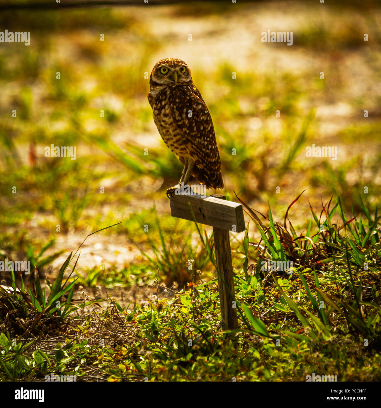 Florida Burrowing Owl Stock Photo Alamy