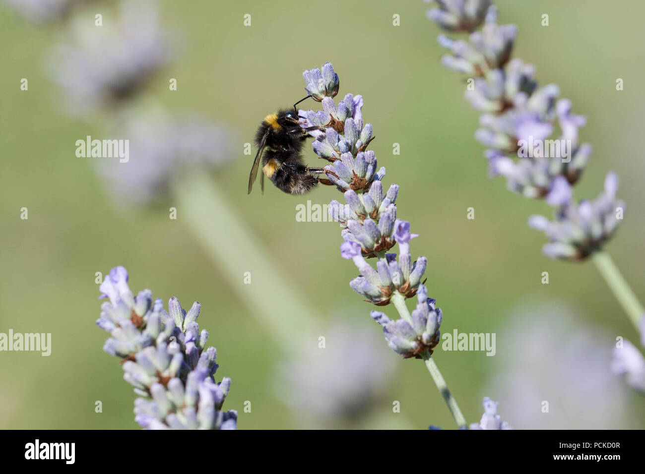 Plants that attract bees hires stock photography and images Alamy