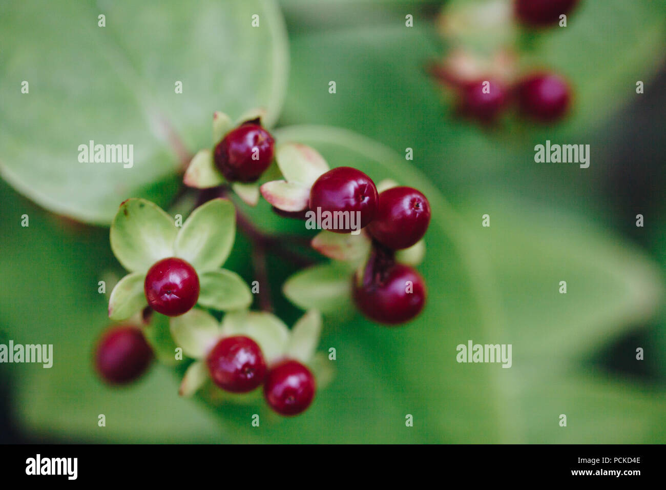 Toxic berries hires stock photography and images Alamy