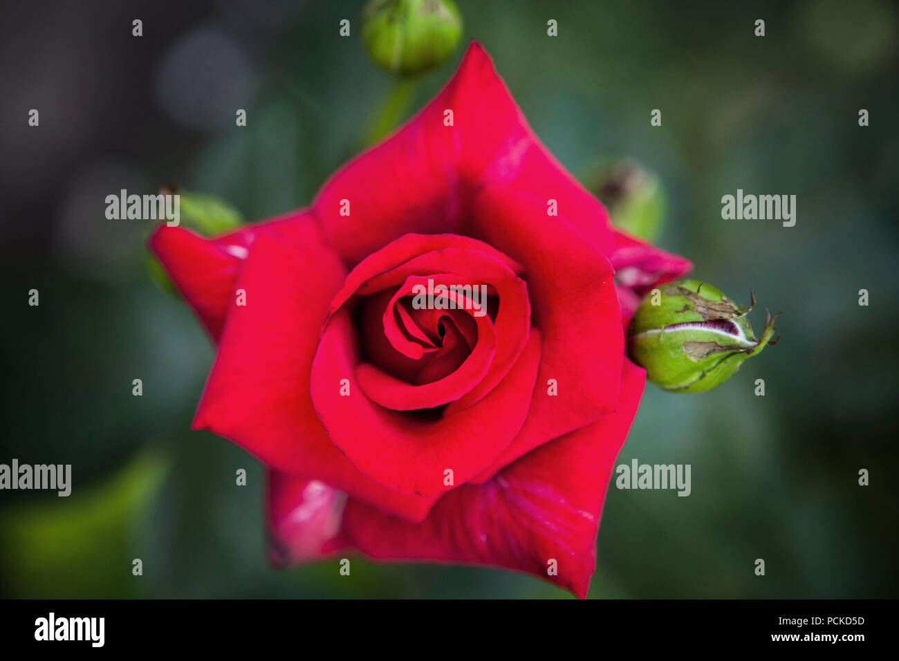 Red Rose Angiosperm Angiosperms High Resolution Stock Photography and