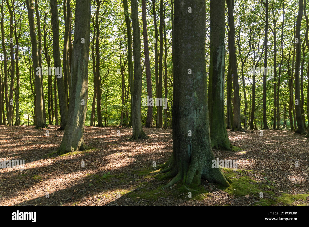 Primeval beech forest Stock Photo Alamy