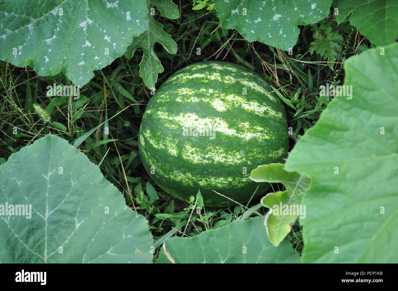 Watermelon Vine Leaves