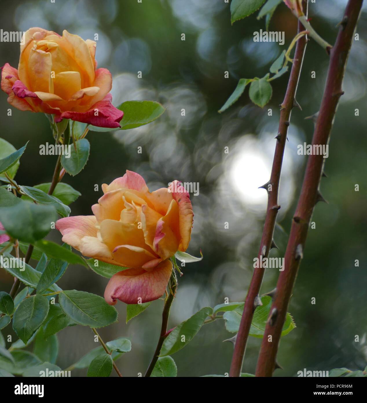 Two yellow roses Stock Photo Alamy