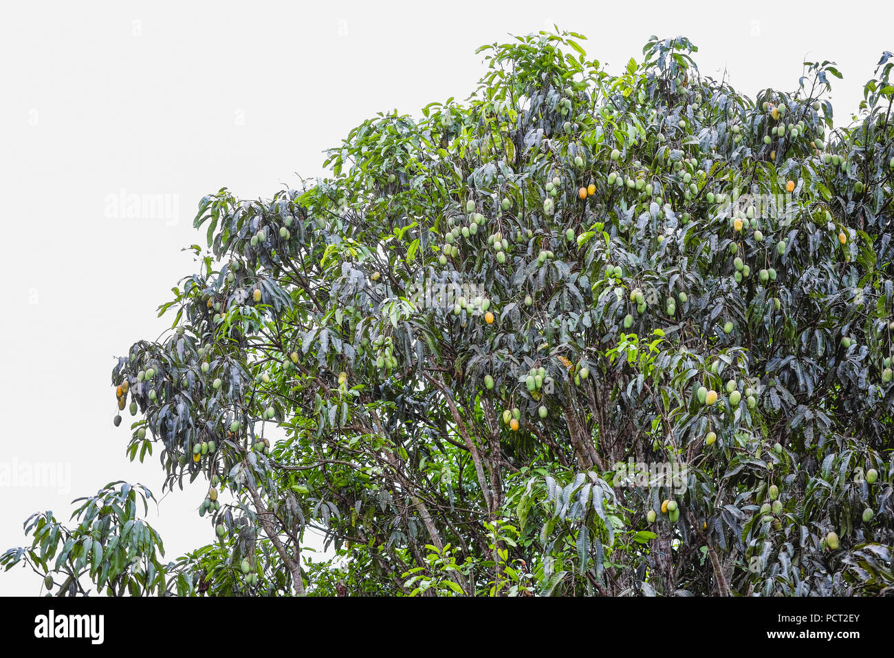 Mango fruit on big mango tree Stock Photo Alamy
