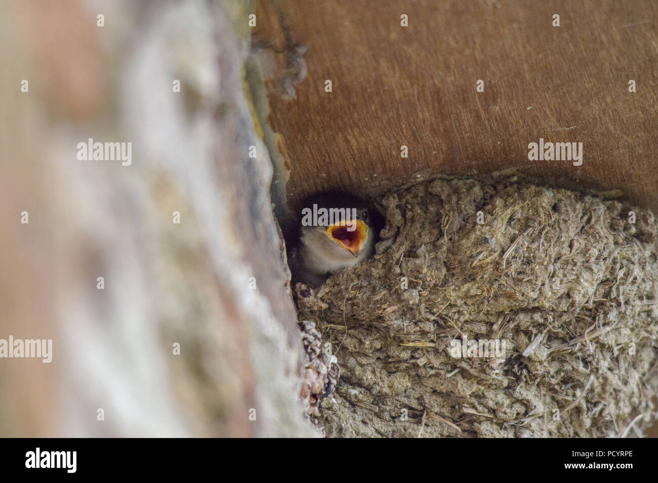Swallow Nest Stock Photo Alamy