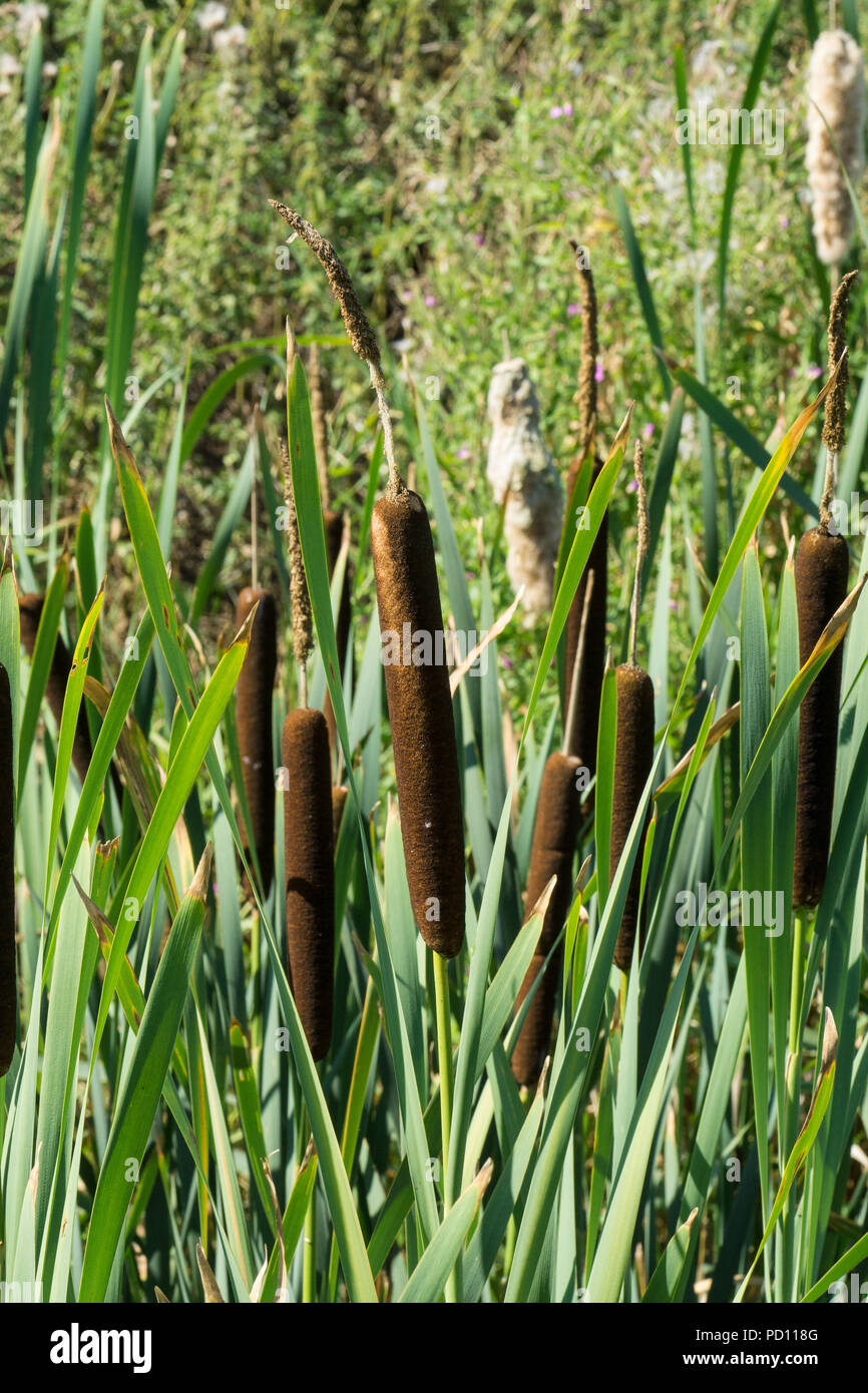 Reed mace hires stock photography and images Alamy