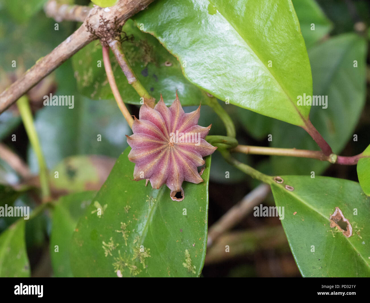Star anise plant hires stock photography and images Alamy