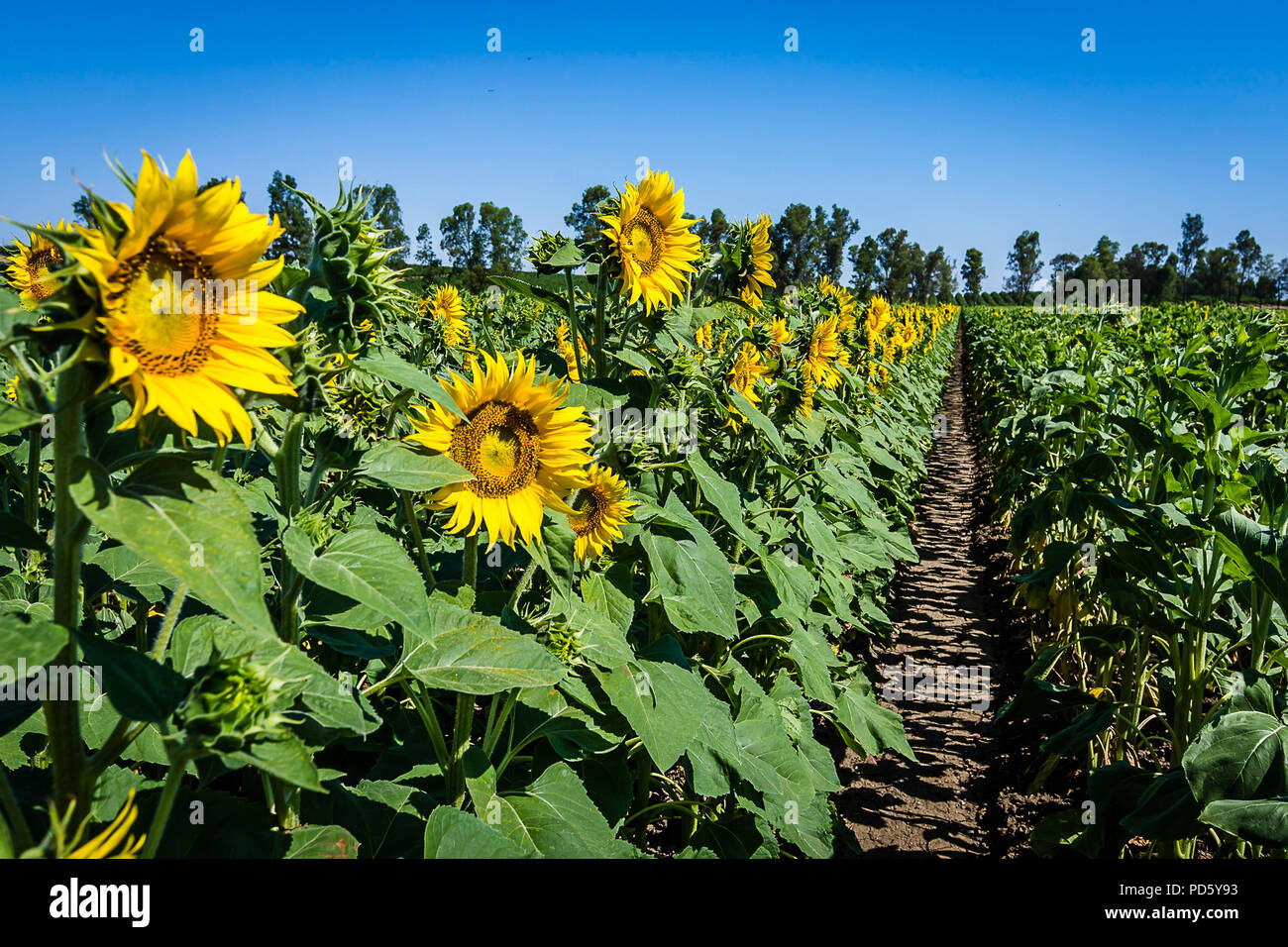 California sunflower hires stock photography and images Alamy