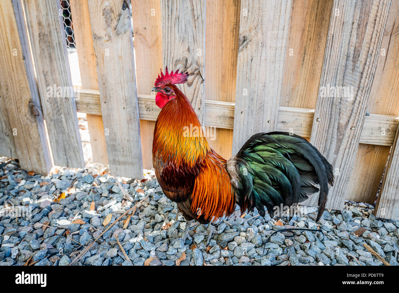 Key West Rooster Stock Photo Alamy
