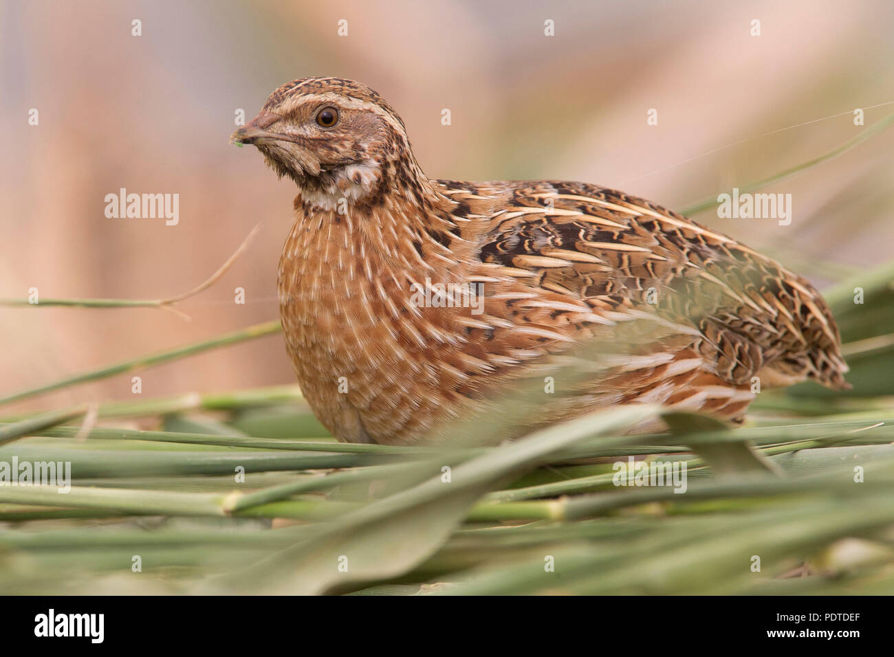 Common Quail; Coturnix coturnix Stock Photo Alamy