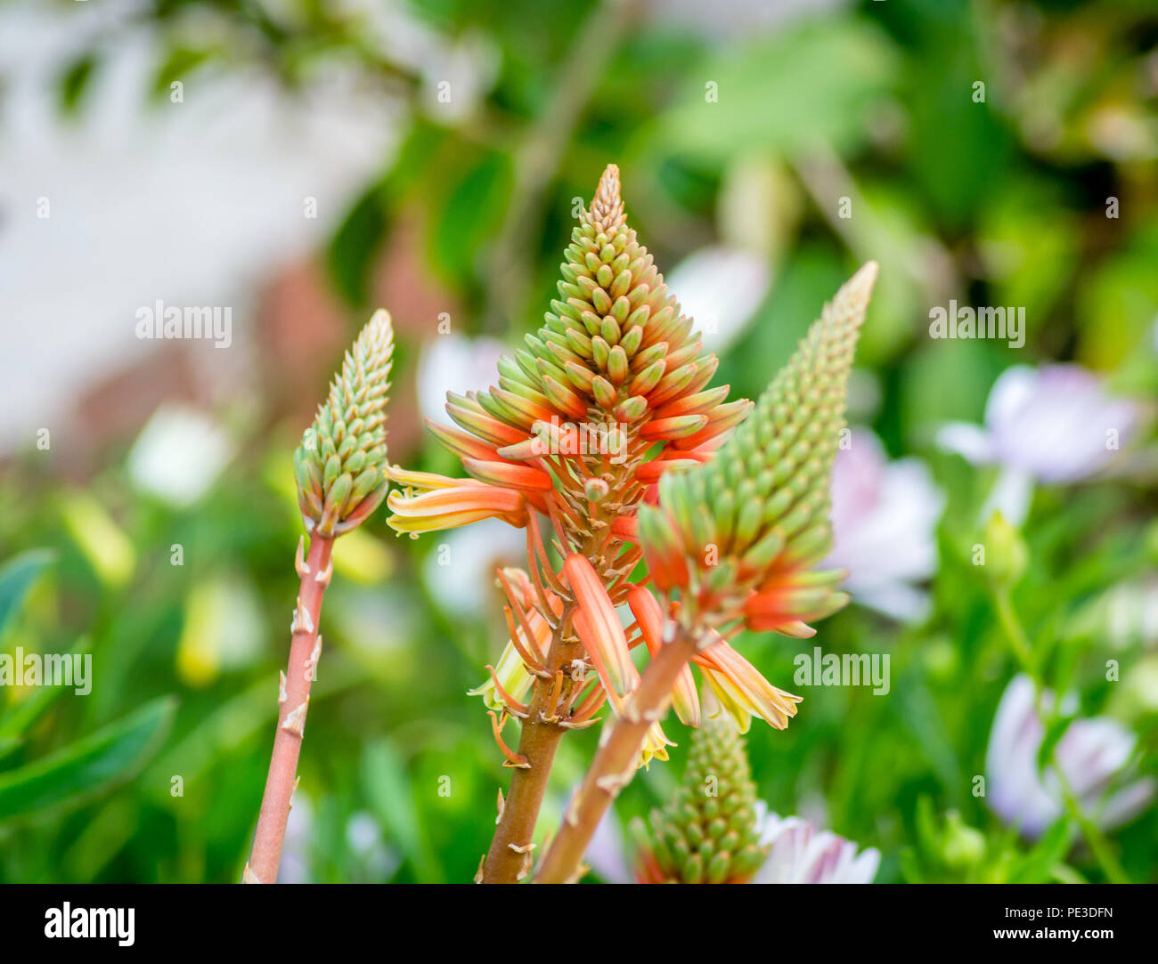 Two nice flowers Stock Photo Alamy
