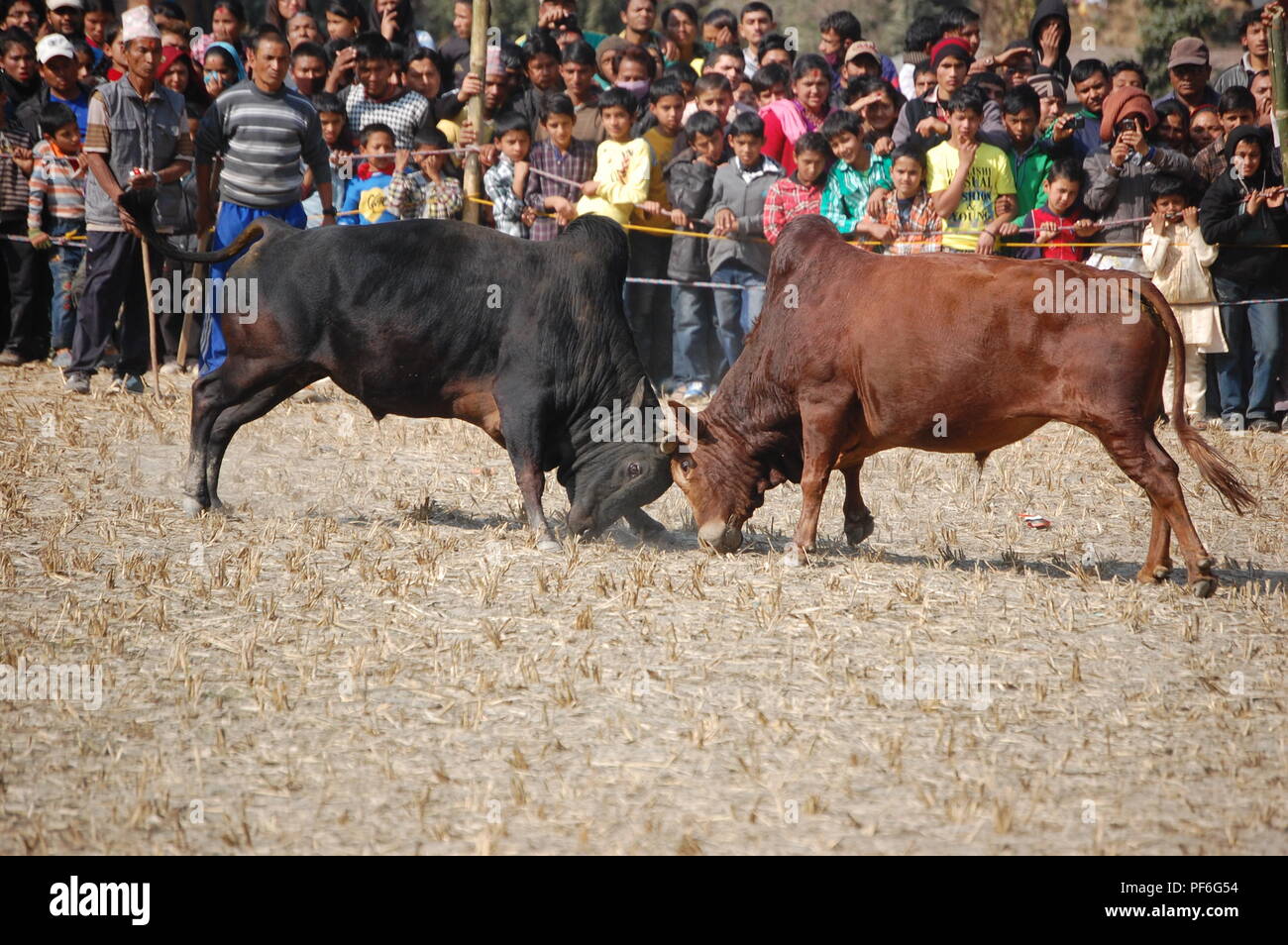Ox Fighting Stock Photo 215888656 Alamy