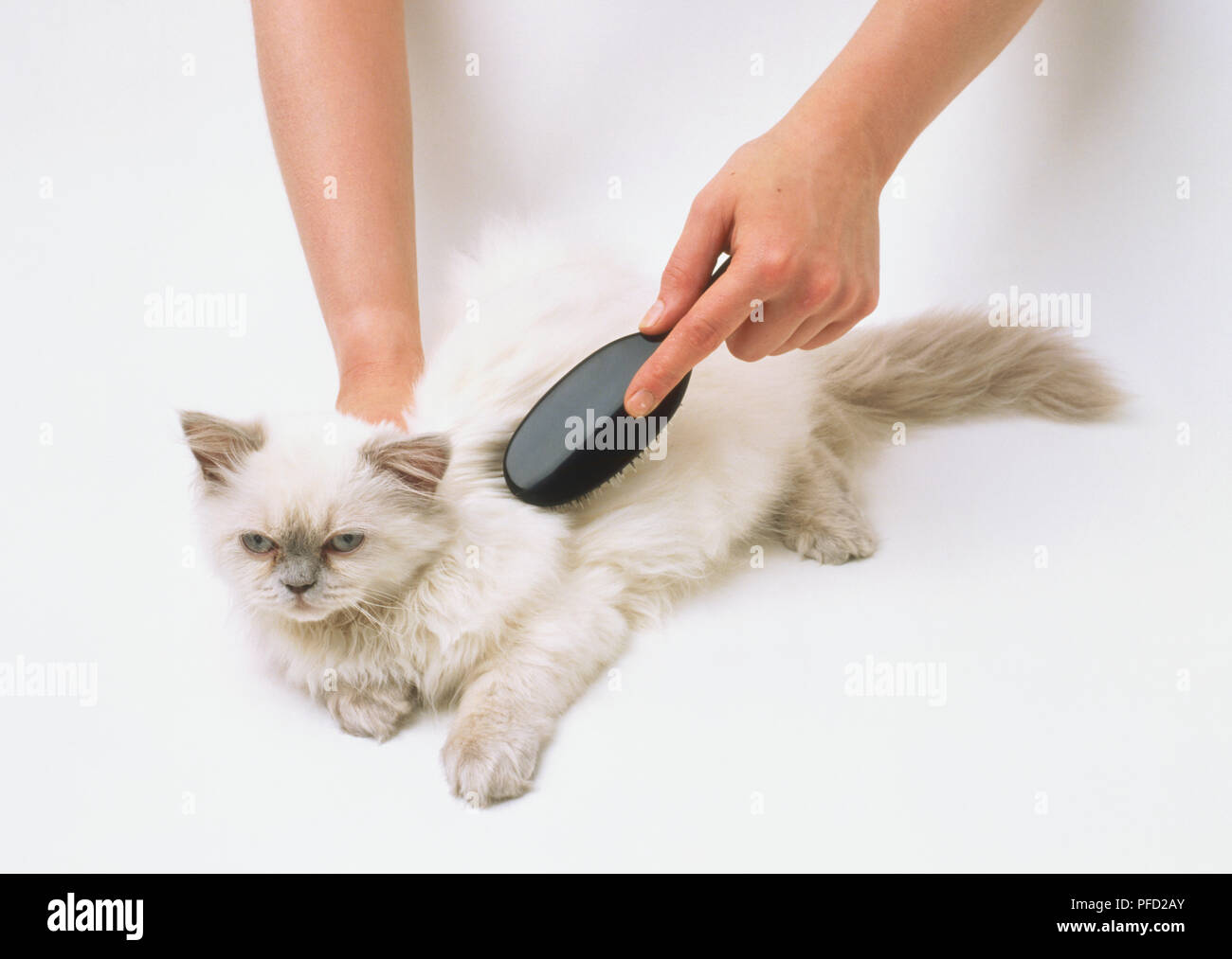 A kitten being brushed Stock Photo Alamy