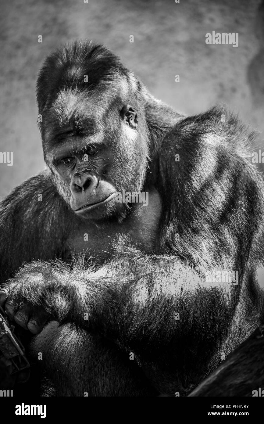 White gorilla Black and White Stock Photos & Images Alamy