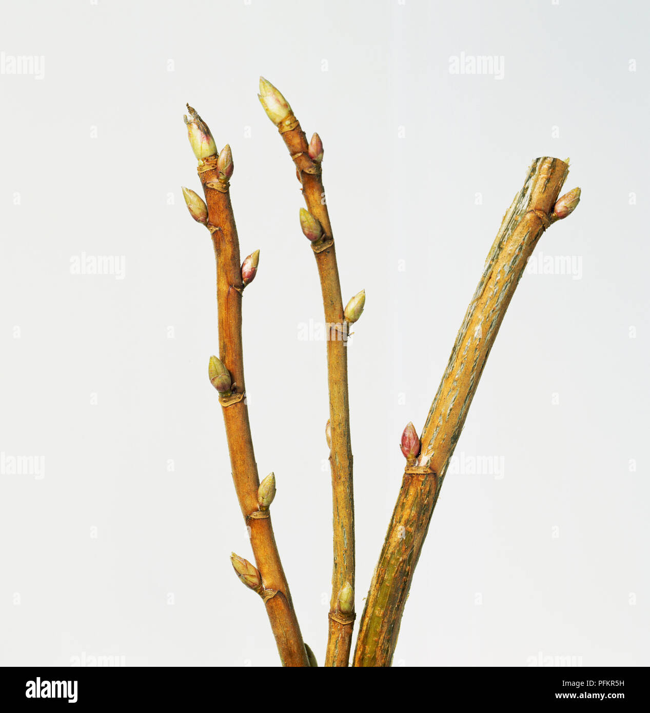 Budding fruit tree Stock Photo Alamy