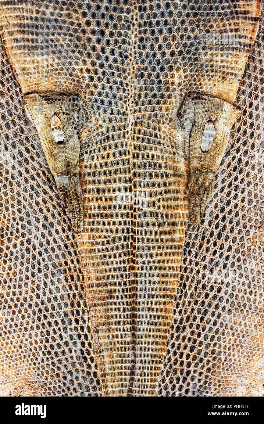 desert lizard leather Stock Photo Alamy