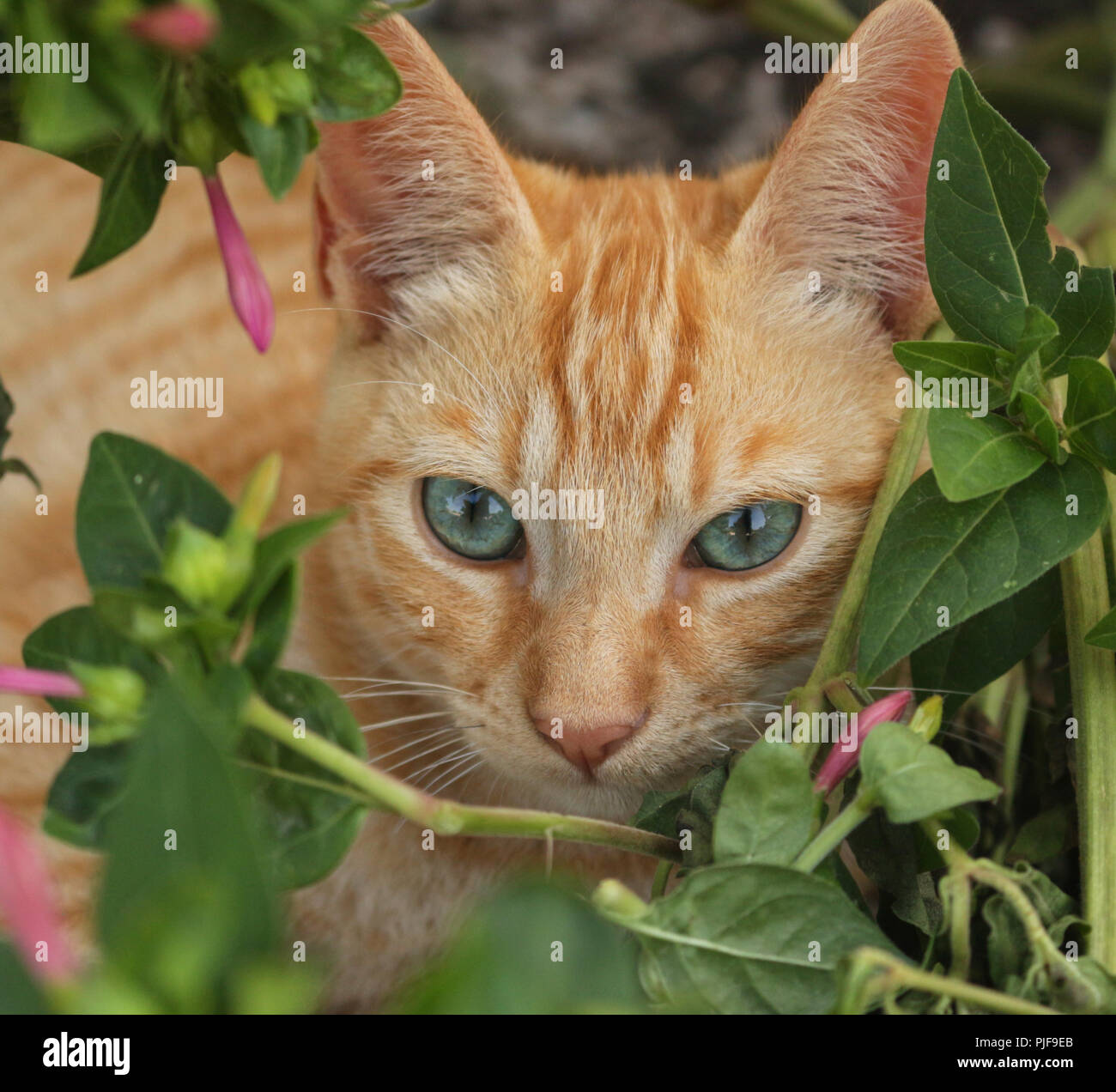 Close up red ginger flower hires stock photography and images Alamy