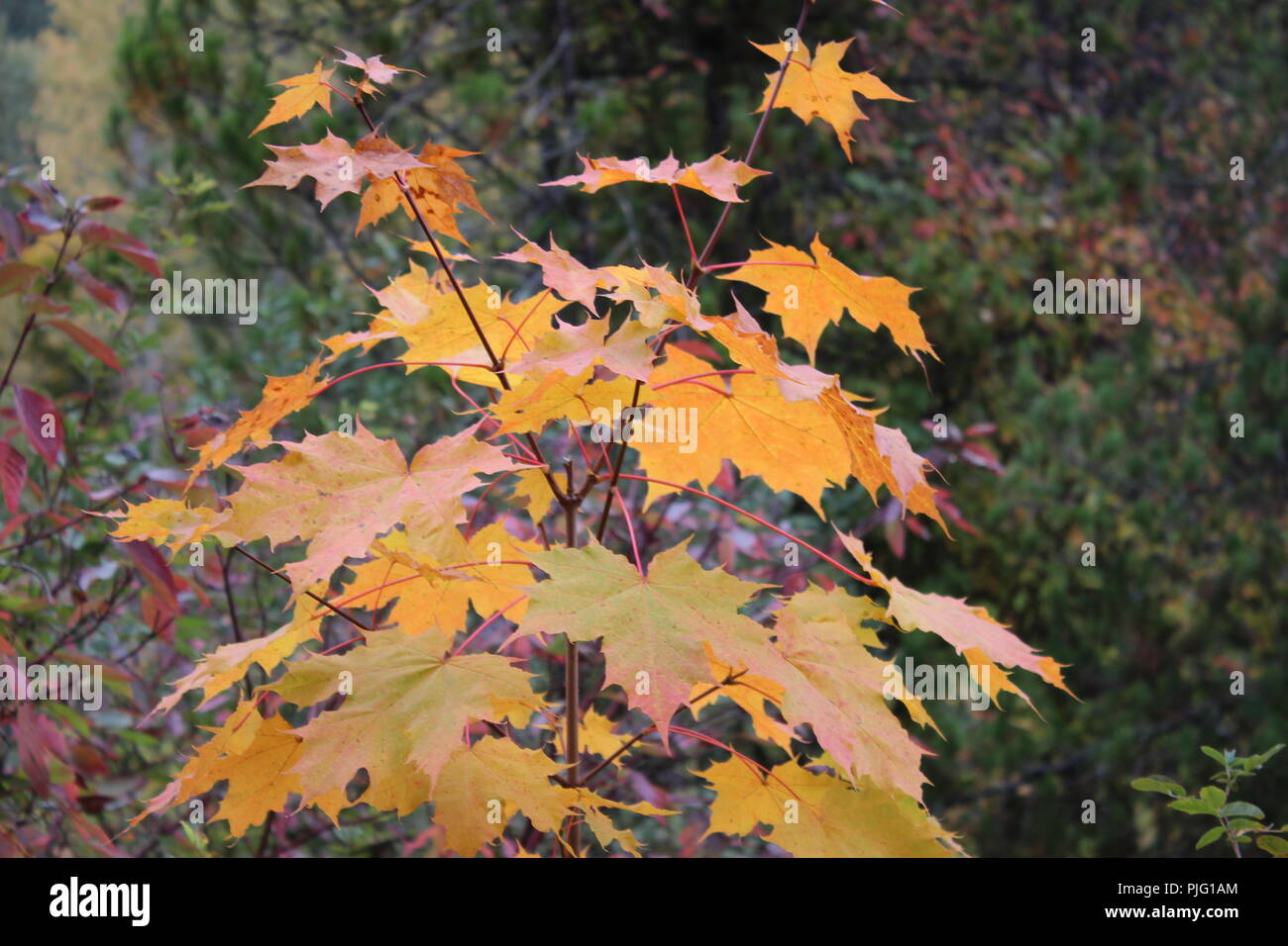 maple tree in fall Stock Photo - Alamy