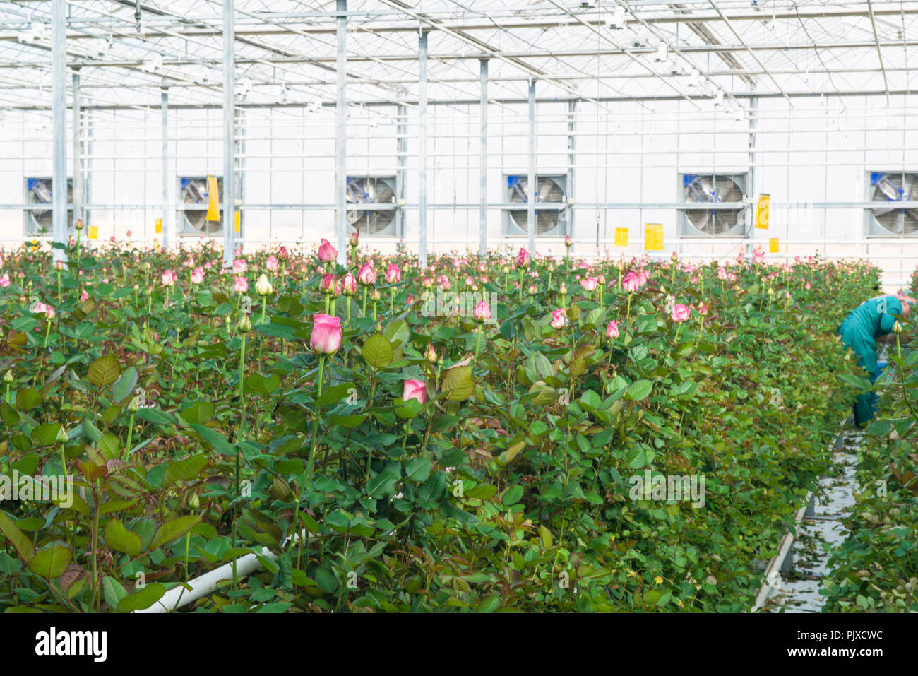 large industrial greenhouse with Dutch roses Stock Photo Alamy