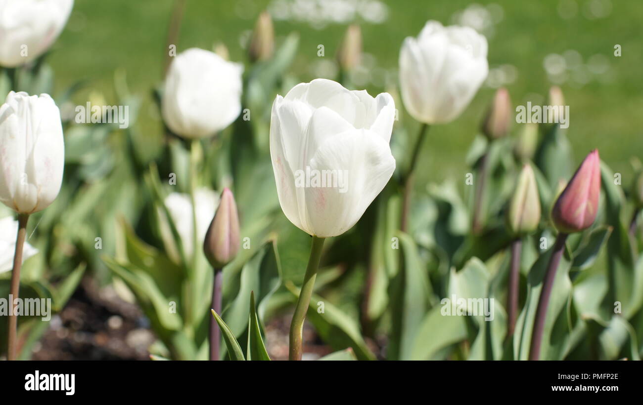 Open tulips hires stock photography and images Alamy