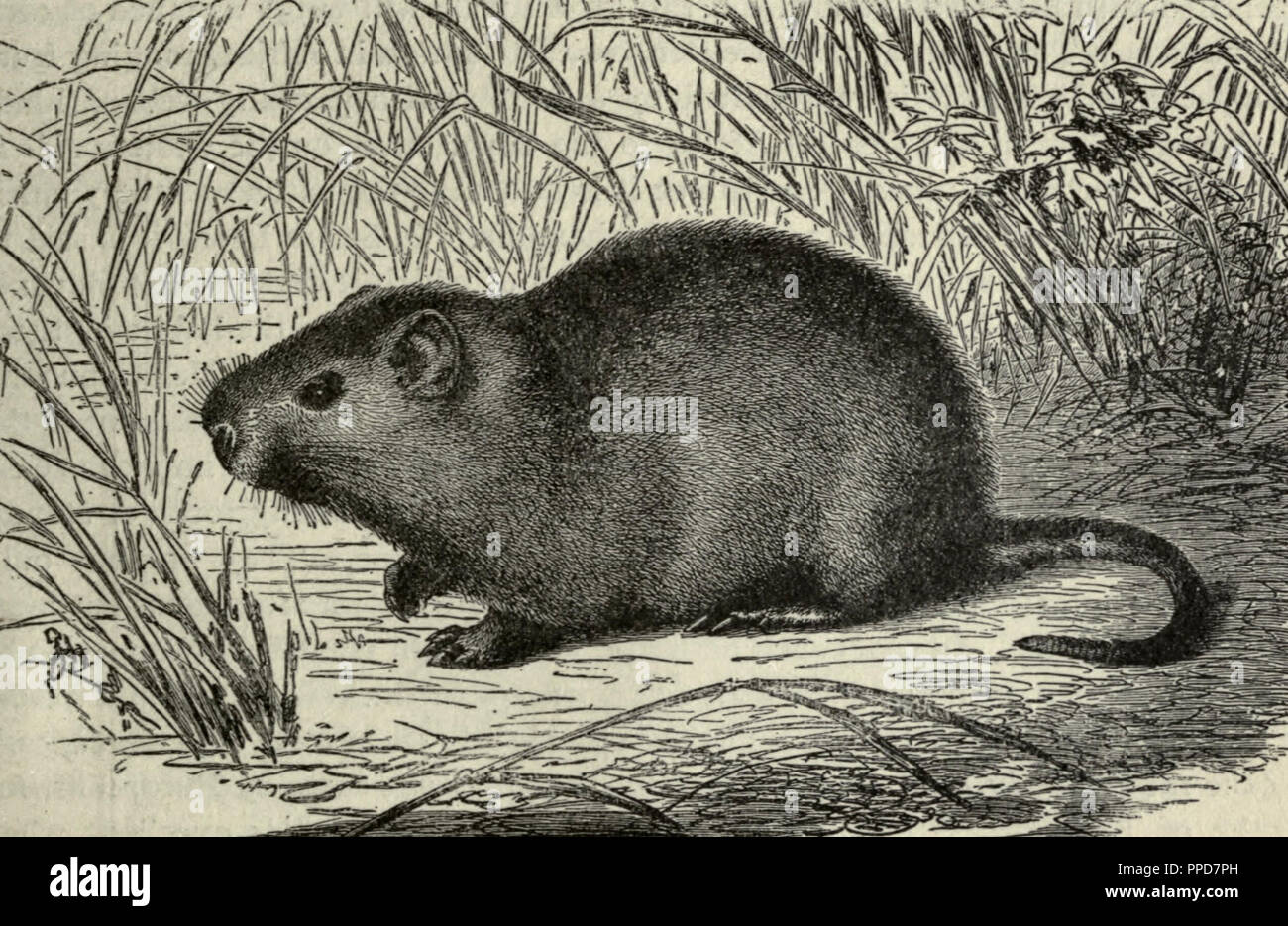 Cane rat hires stock photography and images Alamy