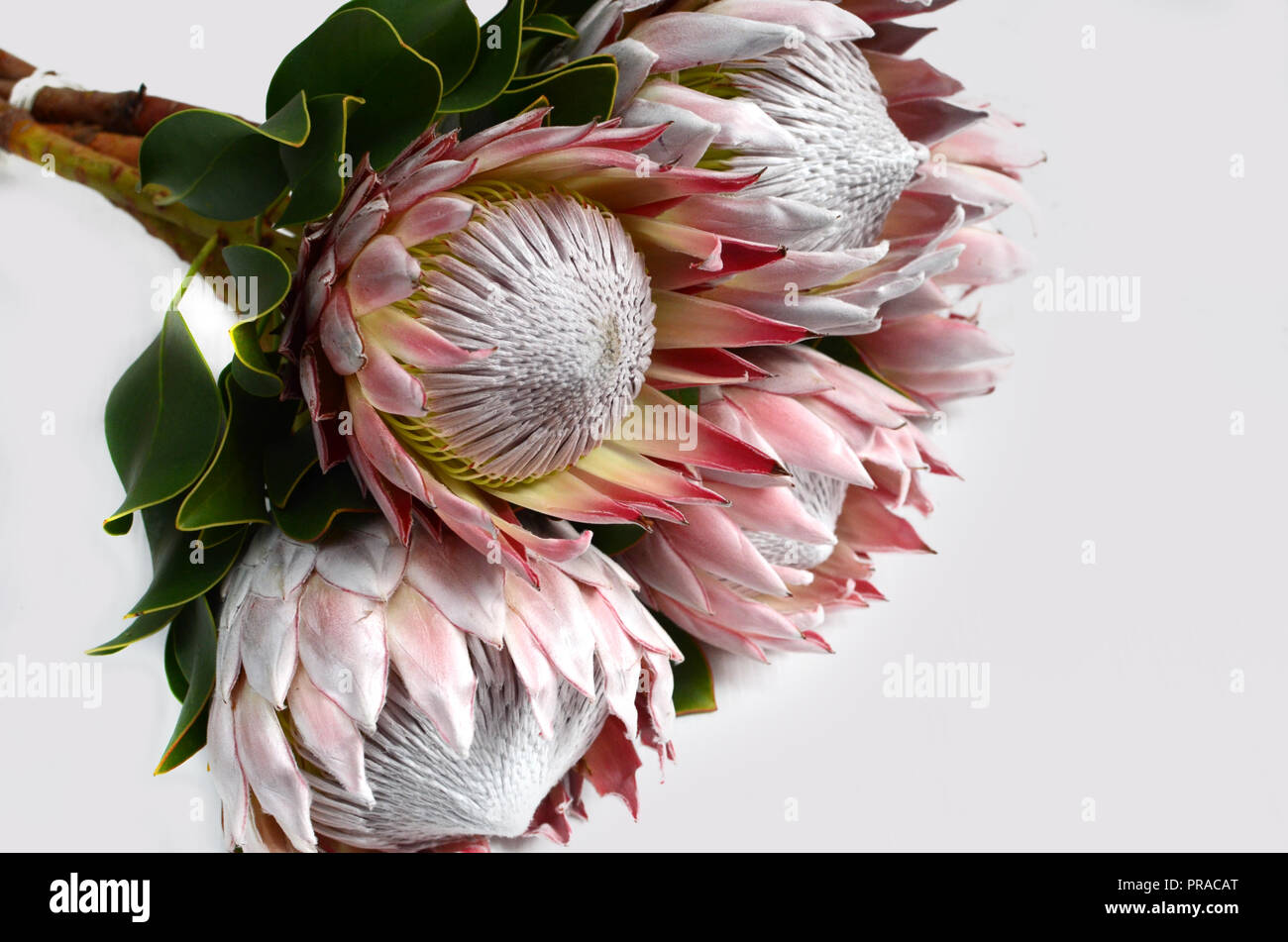 King protea plant for background Stock Photo Alamy