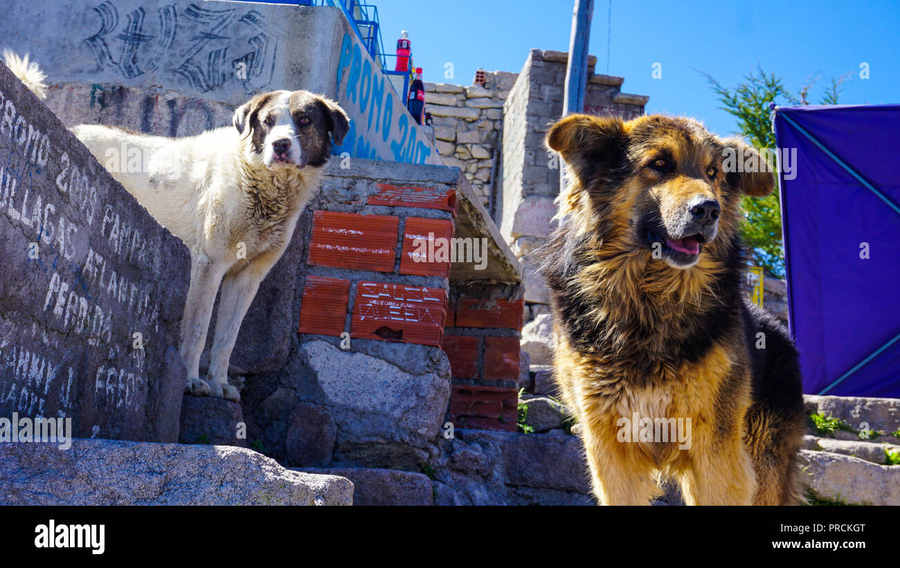 Pack of stray dogs hires stock photography and images Alamy