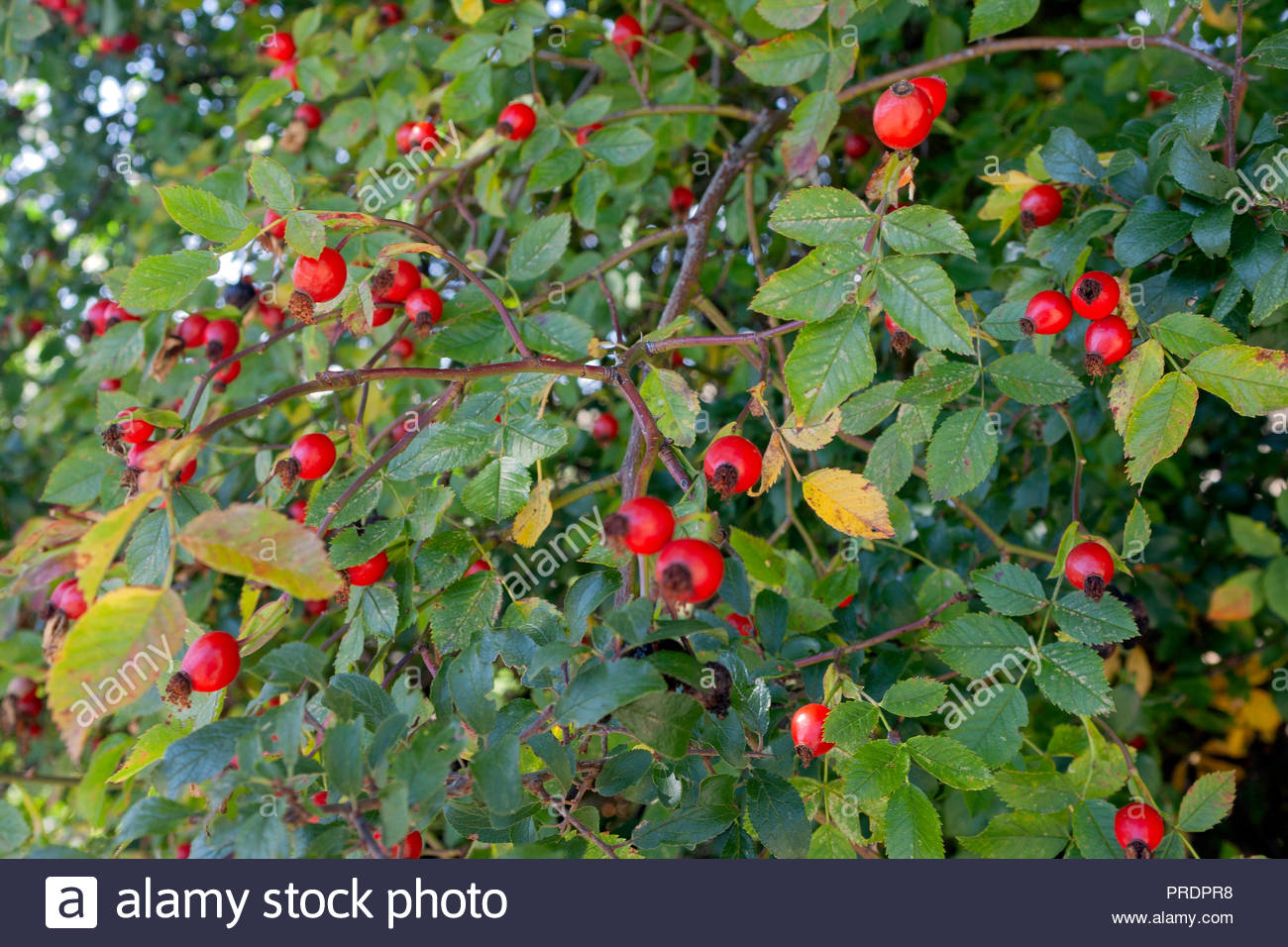 Wild Rose Berries Stock Photos & Wild Rose Berries Stock Images Alamy