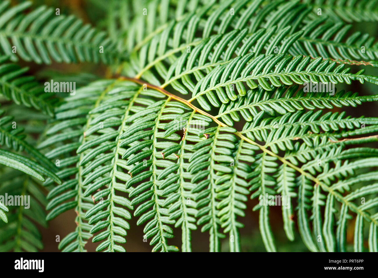Australian fern plant fronds hires stock photography and images Alamy