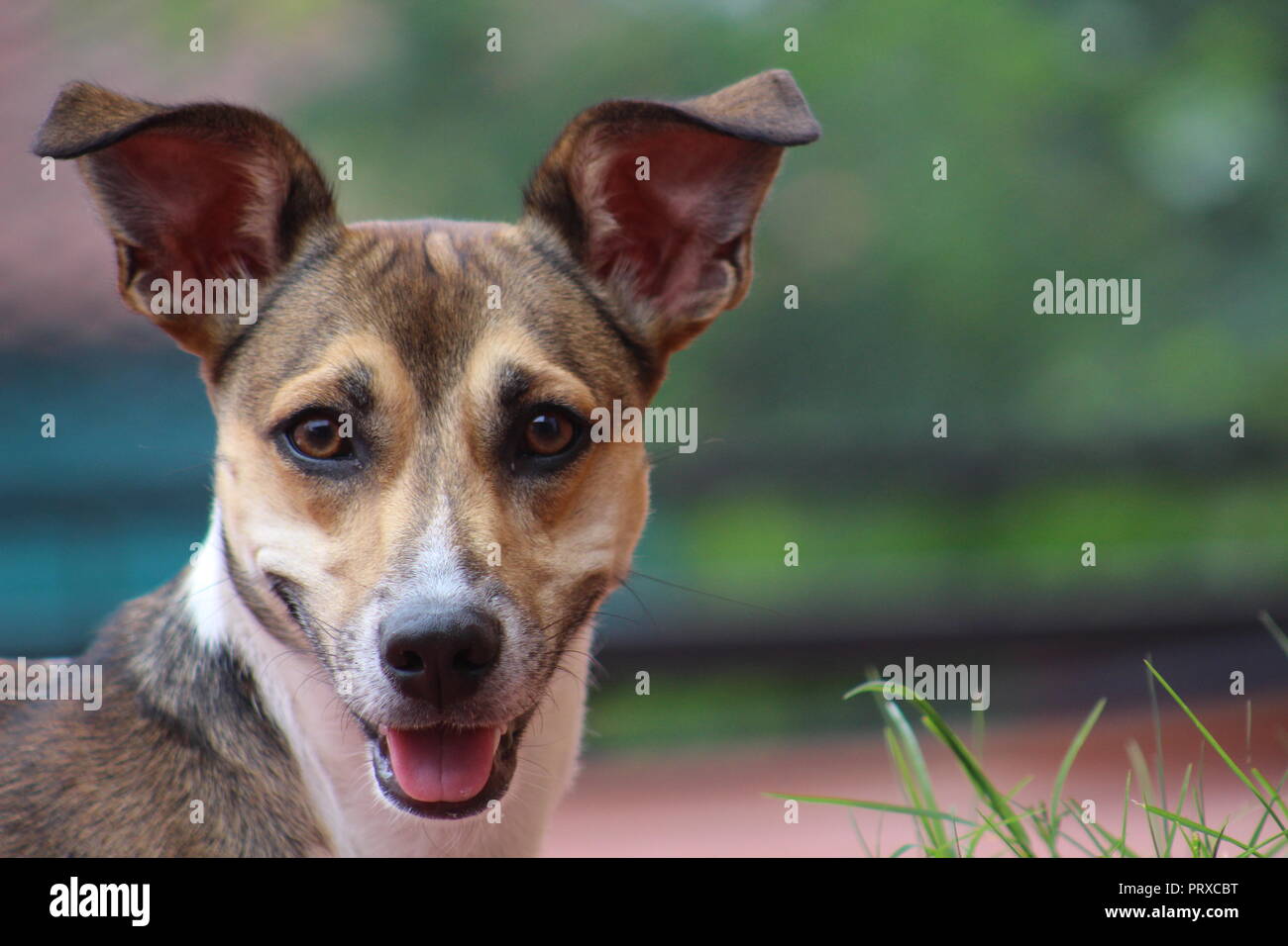 dog looking at camera Stock Photo Alamy