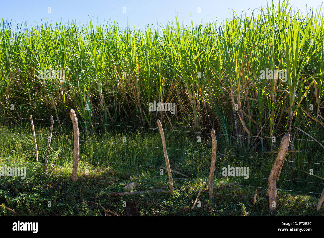 Cuba Sugar Field Stock Photos & Cuba Sugar Field Stock Images Alamy
