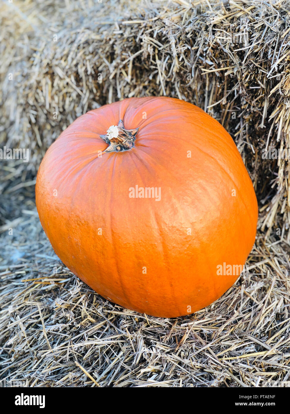 Pumpkin on hay stack Stock Photo Alamy
