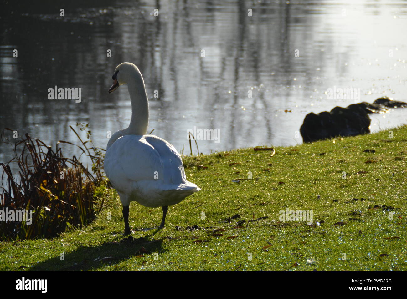 White Swan Stock Photo Alamy