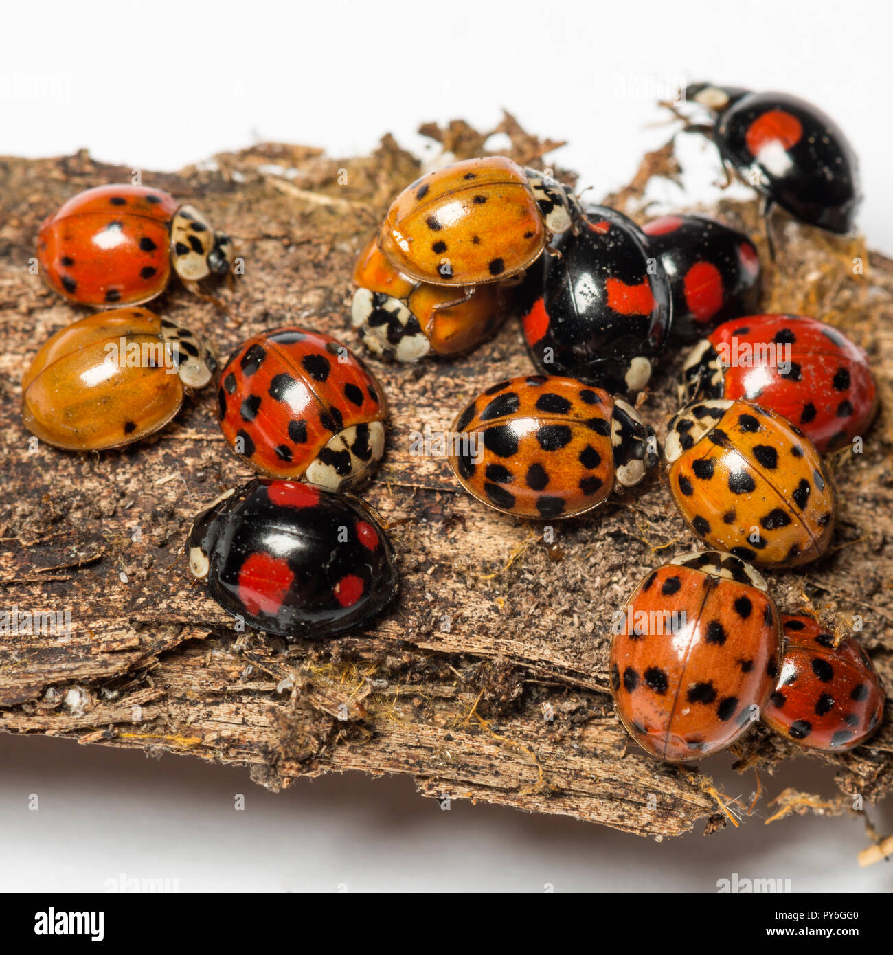 Top 32+ Stock Images what does a ladybug nest look like Full HD, 2k, 4k