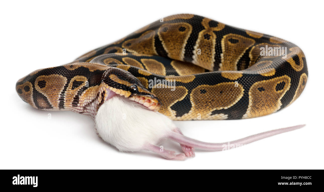 Python Royal python eating a mouse, ball python, Python regius, in