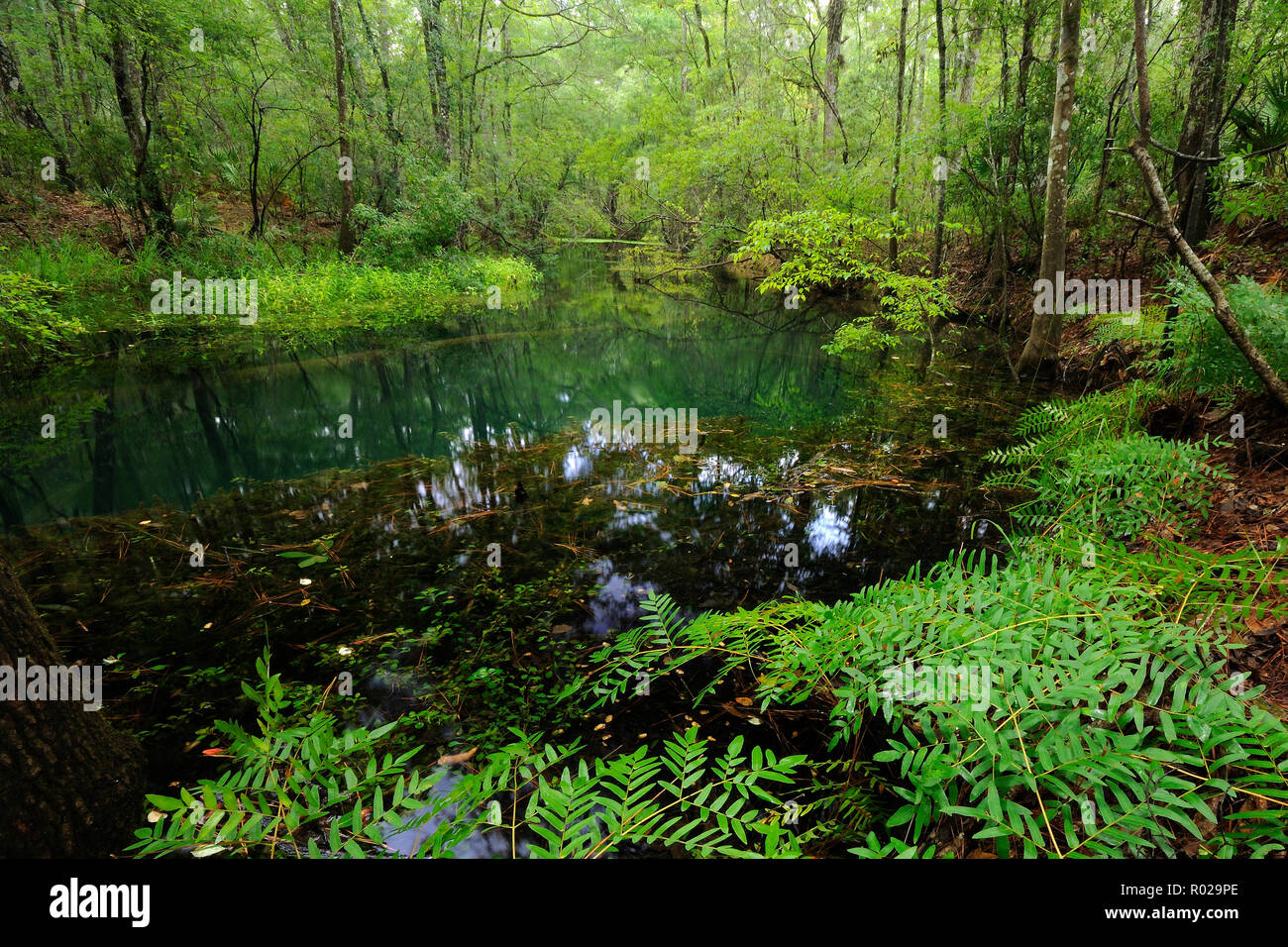 Rhodes spring, North Florida Stock Photo Alamy