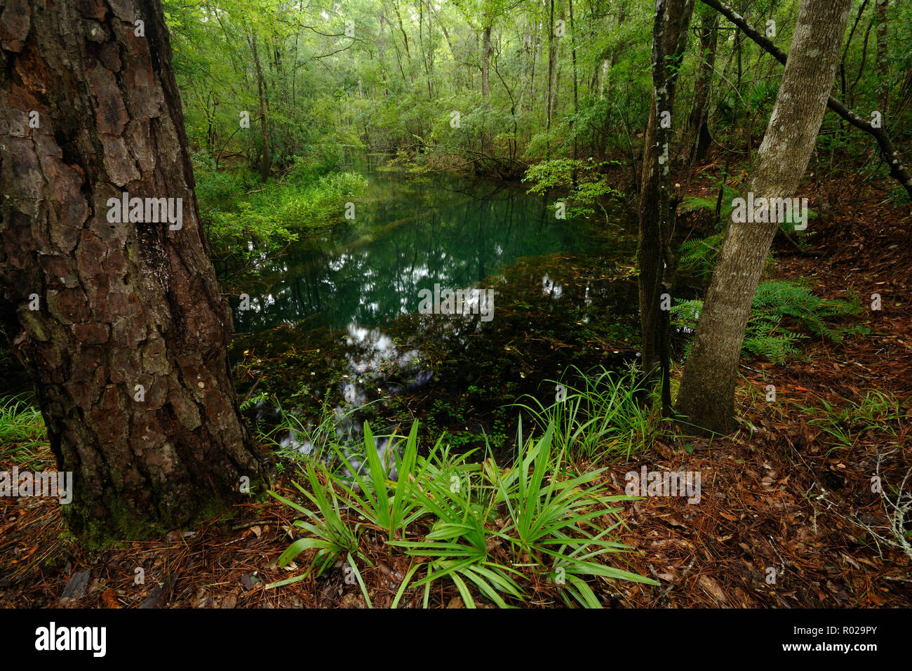 Rhodes spring, North Florida Stock Photo Alamy