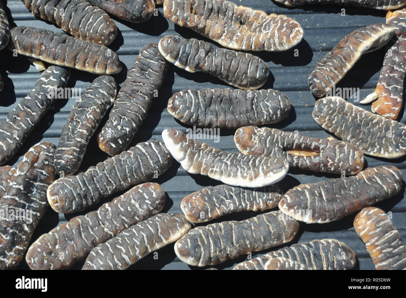 Sea Cucumber Buyers In Usa