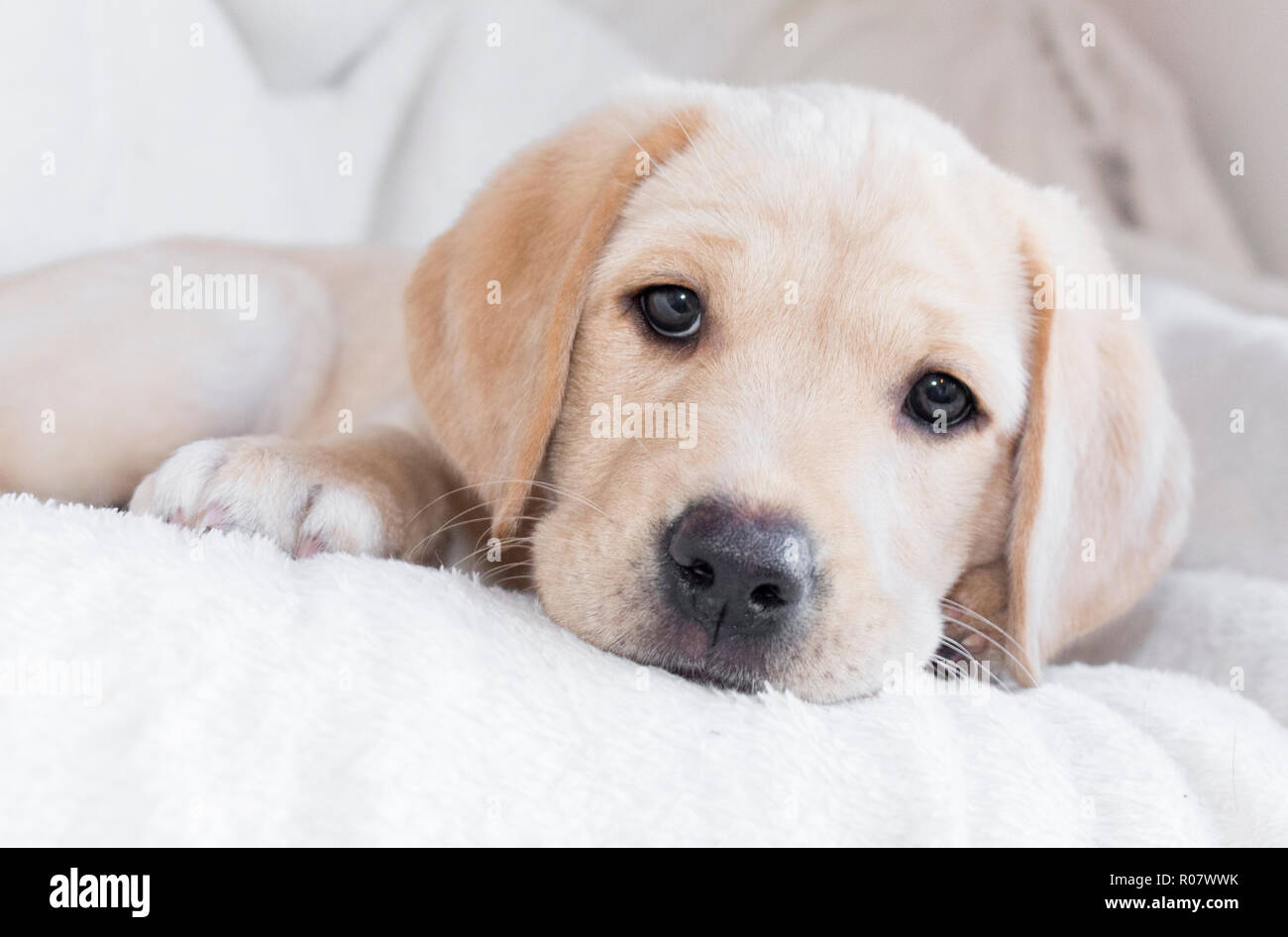 Posing Gold labrador puppy Stock Photo Alamy