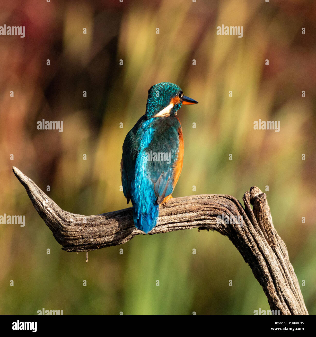 Kingfisher photoshoot hires stock photography and images Alamy