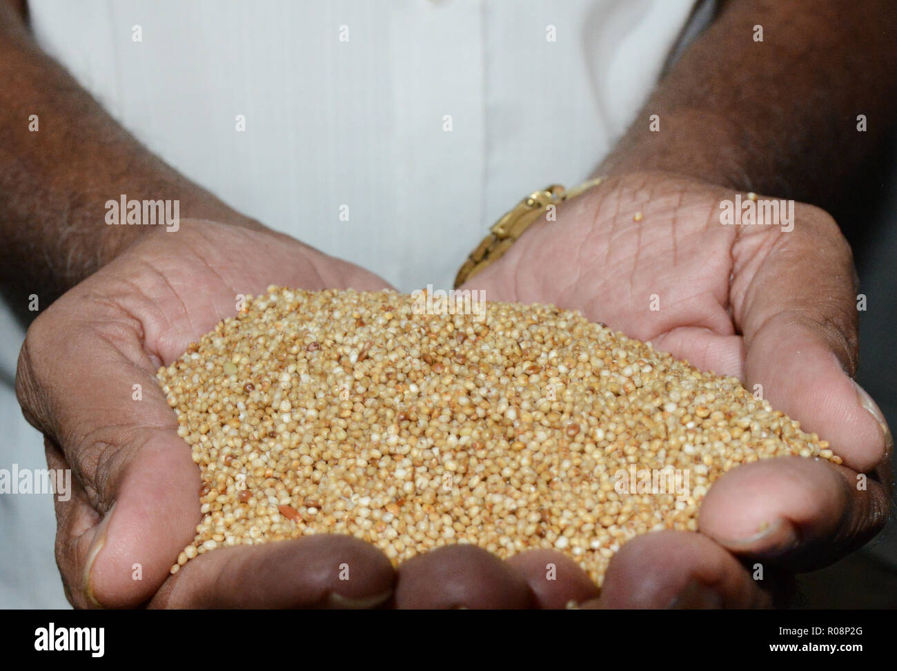 holding Kodo millet Stock Photo Alamy